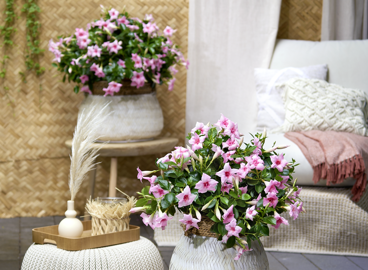 Sundaville® Double Blush Pink Dipladenia Sundaville® Dipladenia double flower in full bloom