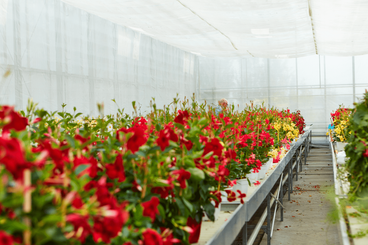 Test Plants | Suntory Flowers Europe Test Plants | Suntory Flowers Europe