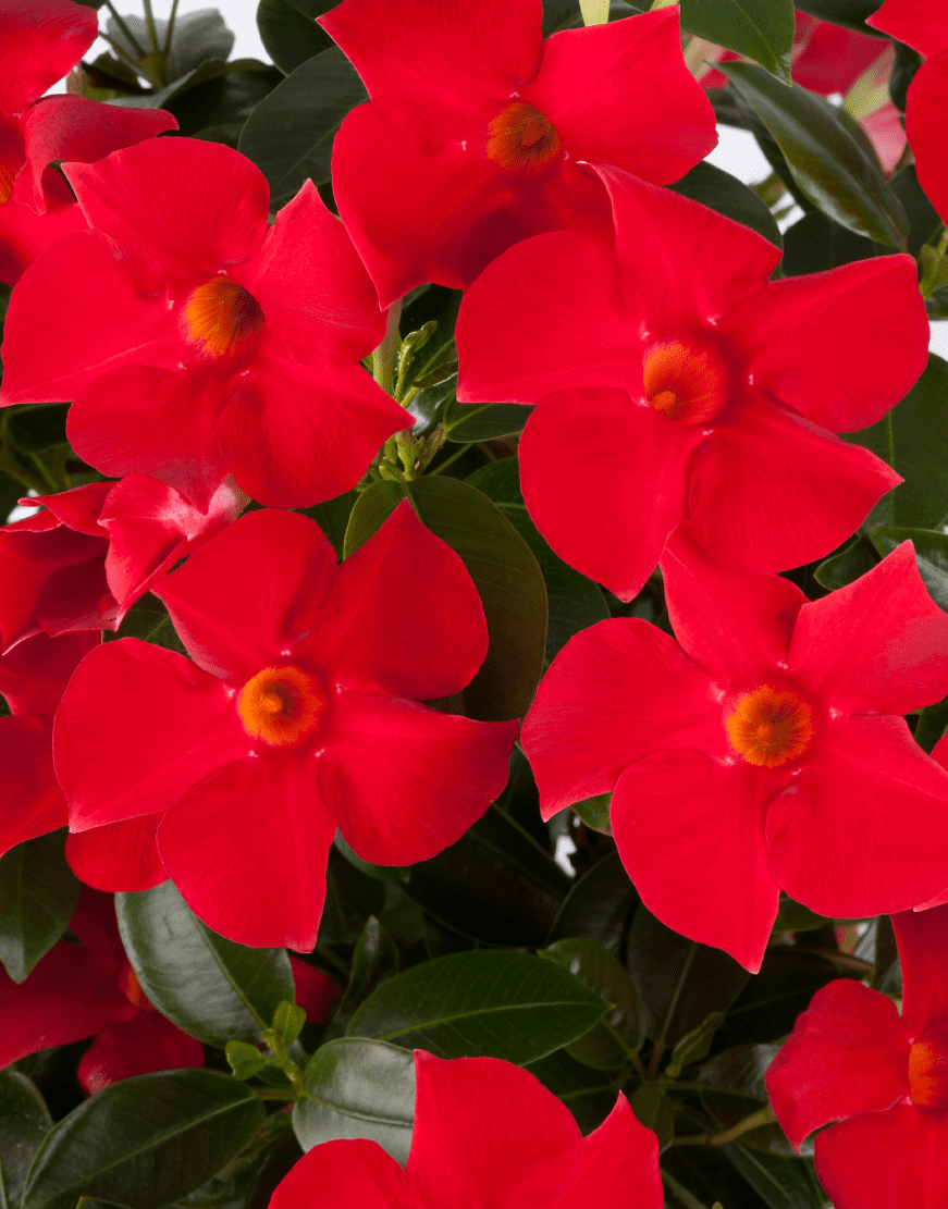 Sundaville® Fashion Red