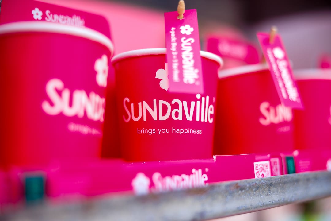 Sundaville® POS materials customised pink POS materials and pots Sundaville® logo